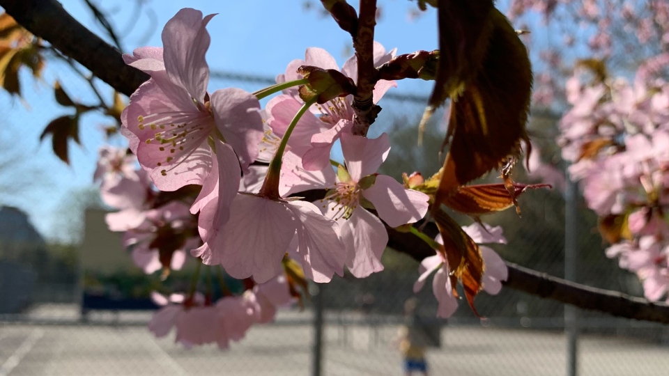 High Park fechado para veículos enquanto as cerejeiras em flor de Toronto atingem seu pico