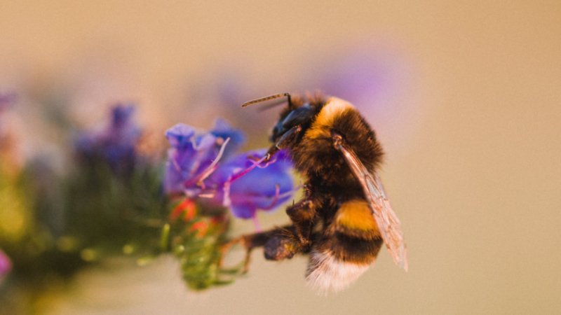 A poluição do ar pode estar reduzindo as habilidades de polinização de abelhas e borboletas