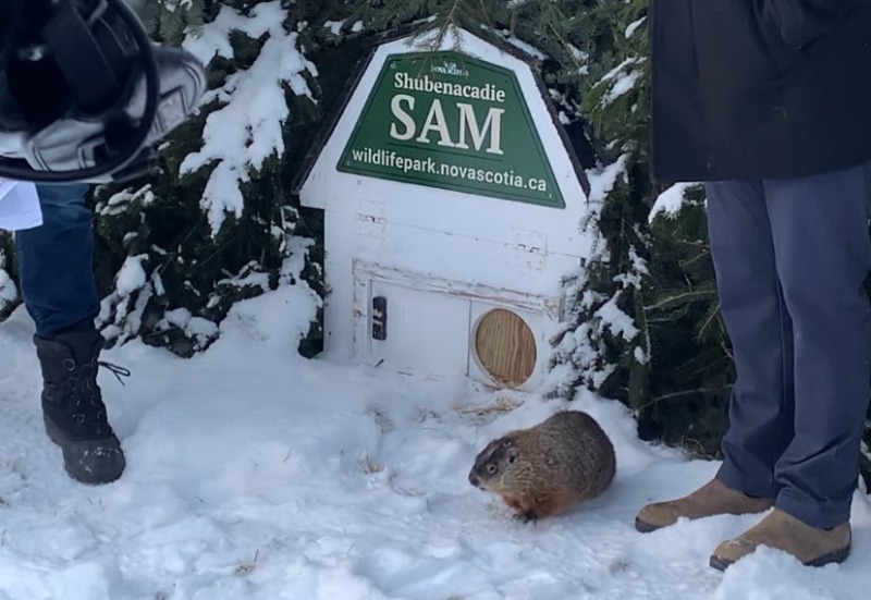 (Vídeo) Quando o inverno vai acabar? Marmotas fazem previsões de primavera no Canadá