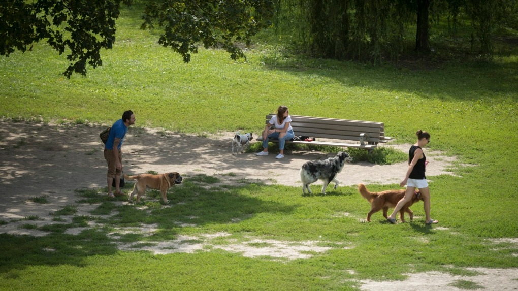 Vereador de Toronto propõe ‘plano diretor’ de parques para cães sem coleira; saiba mais