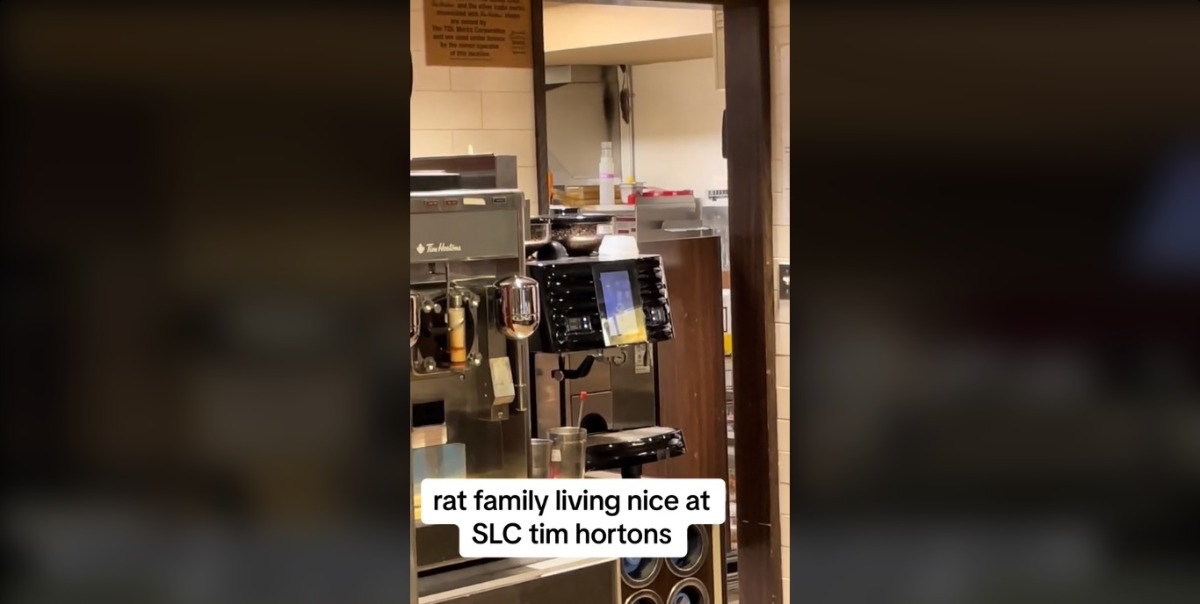 (Vídeo) Flagrante de ratos 'escalando' parede causa fechamento de restaurante Tim Hortons na Universidade de Waterloo
