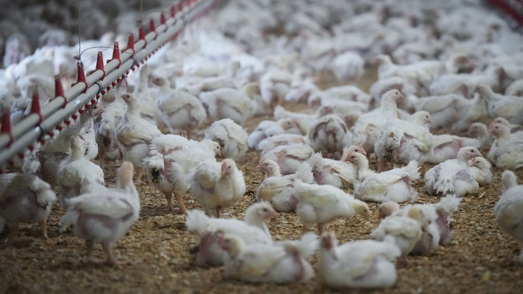 É seguro comer ovos e laticínios durante o último surto de gripe aviária?