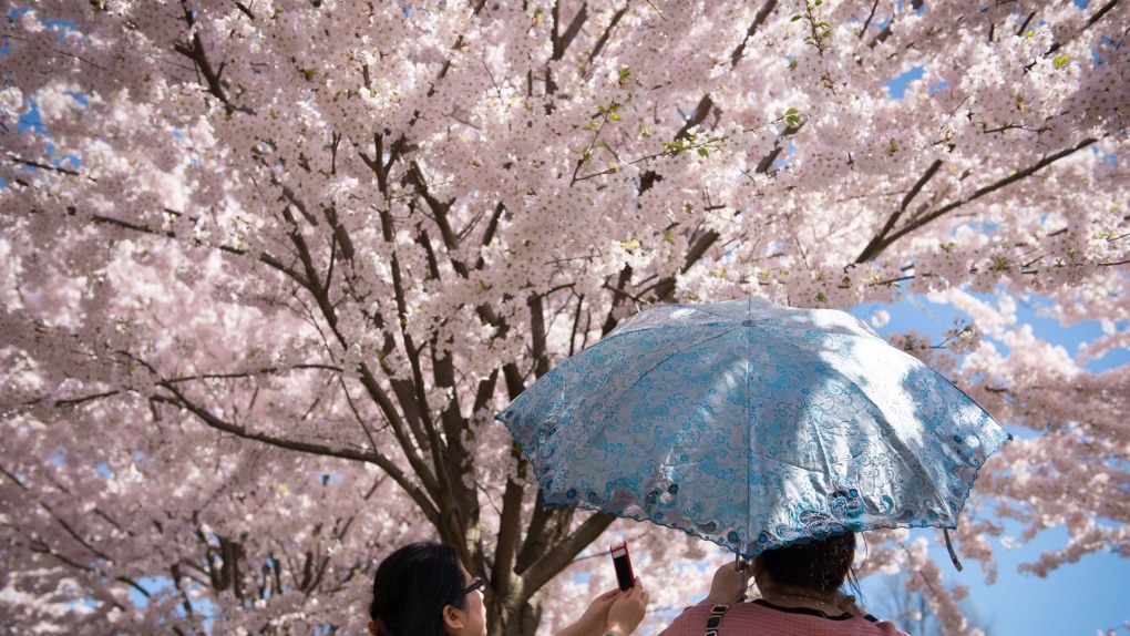 Pico da floração das cerejeiras no High Park de Toronto deve acontecer na próxima semana