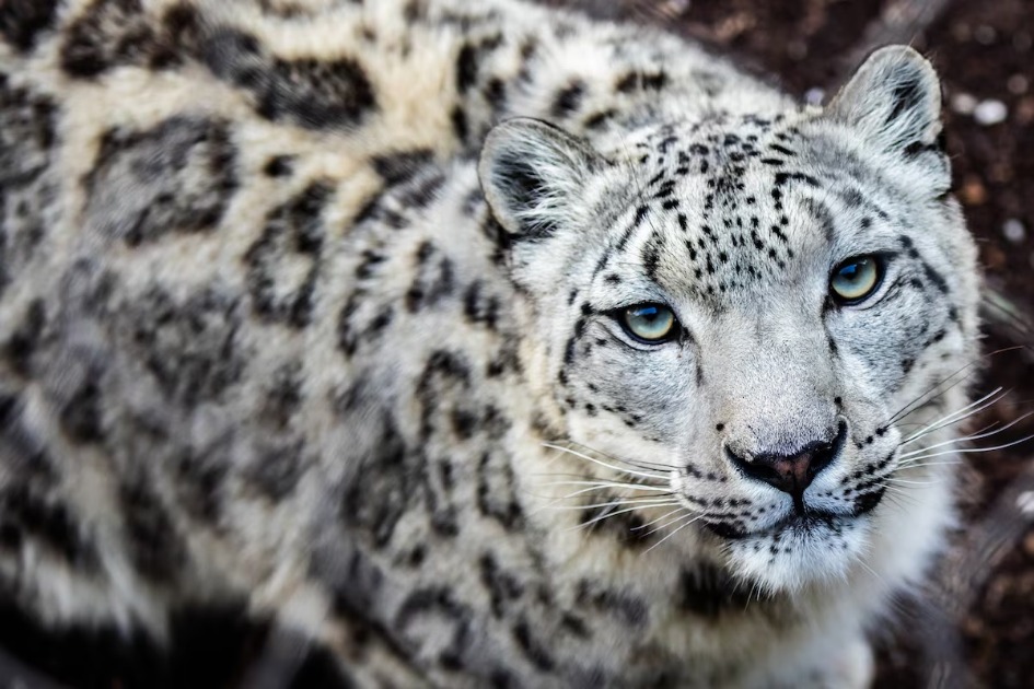 (Video) Toronto Zoo revela que leoparda-das-neves de quase três anos está grávida pela primeira vez