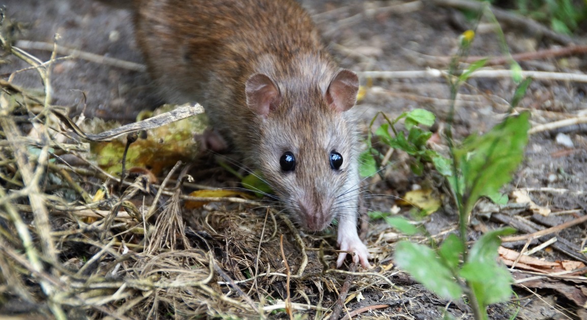 Toronto avança com planos para atacar seu crescente problema com ratos
